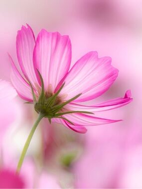 Meet your Posher, Gail